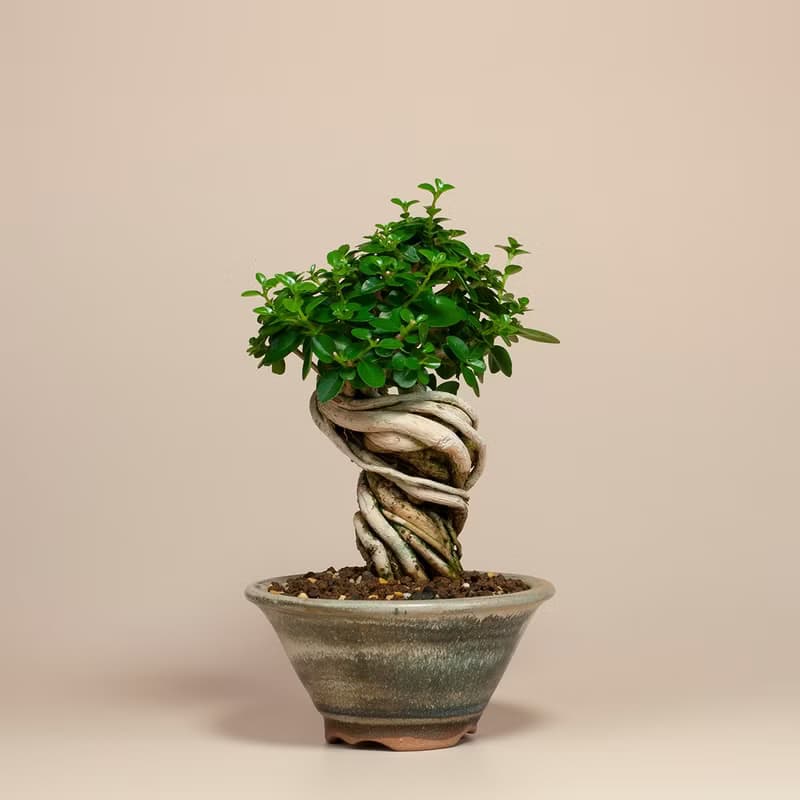 【療癒植物】辦公室植栽 居家佈置 觀葉植物 交換禮物