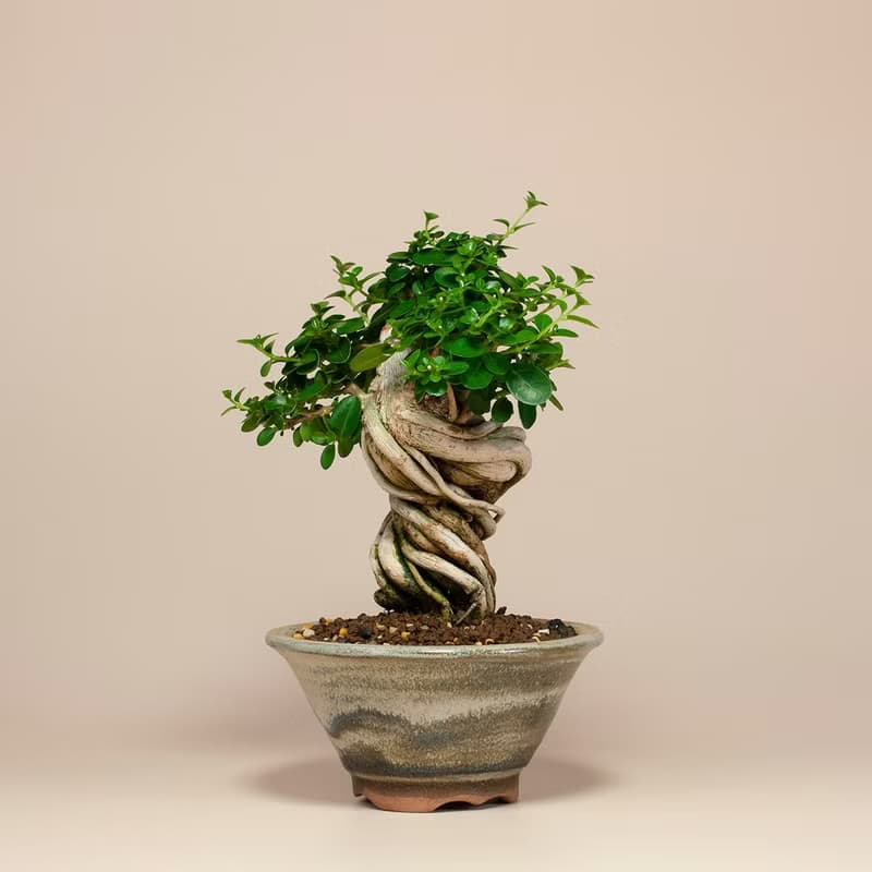 【療癒植物】辦公室植栽 居家佈置 觀葉植物 交換禮物
