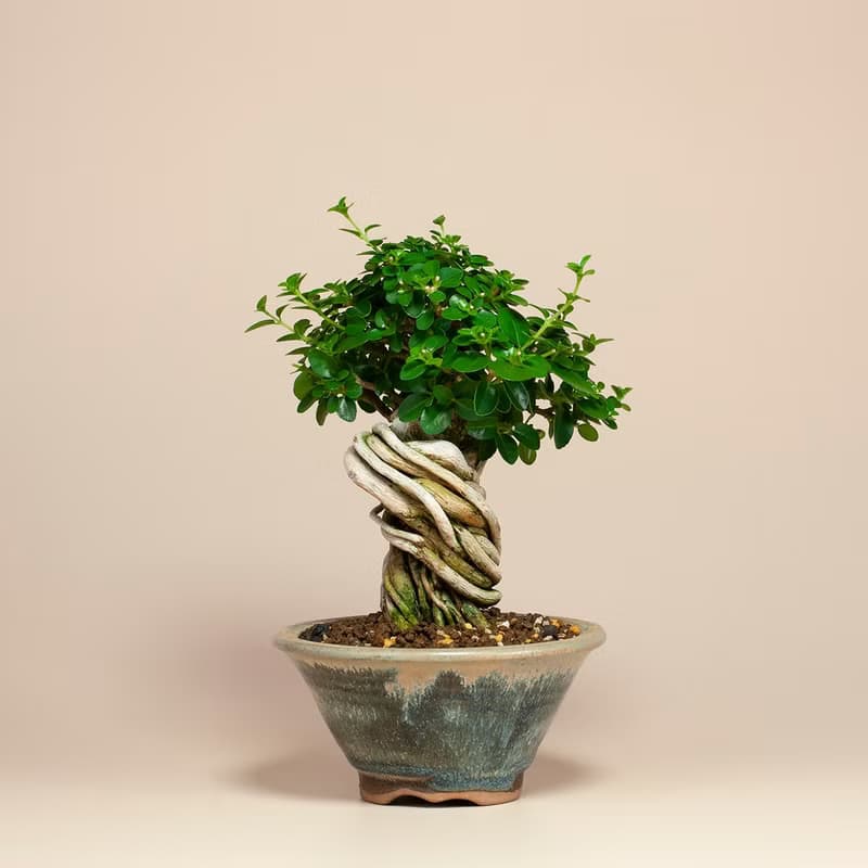 【療癒植物】辦公室植栽 居家佈置 觀葉植物 交換禮物