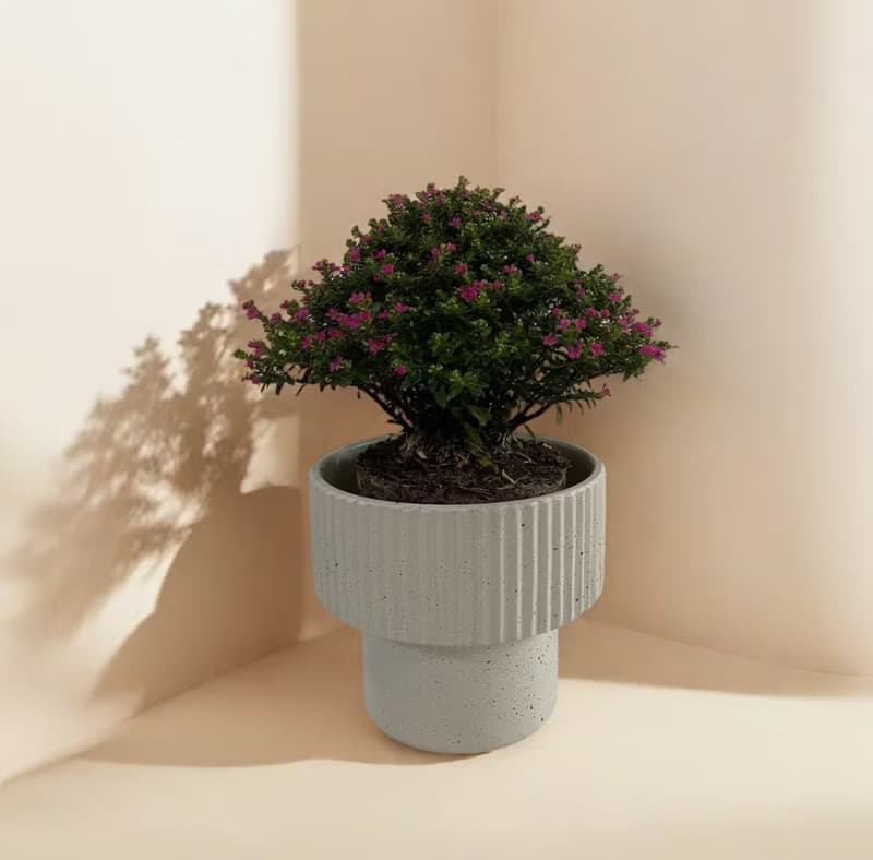 【造型盆栽】雪茄花 新居開幕喬遷升官送禮自用擺設