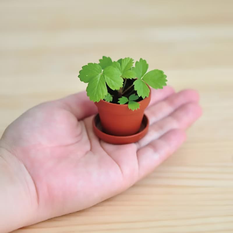 【婚禮小物推薦】Petit Green 迷你盆栽小屋種植組 小草莓/幸運草