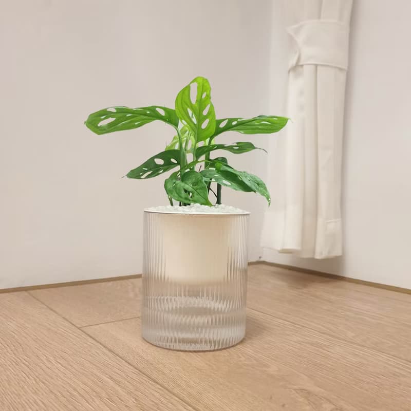 植栽 室內盆栽 無印風 窗孔龜背芋 植物盆栽
