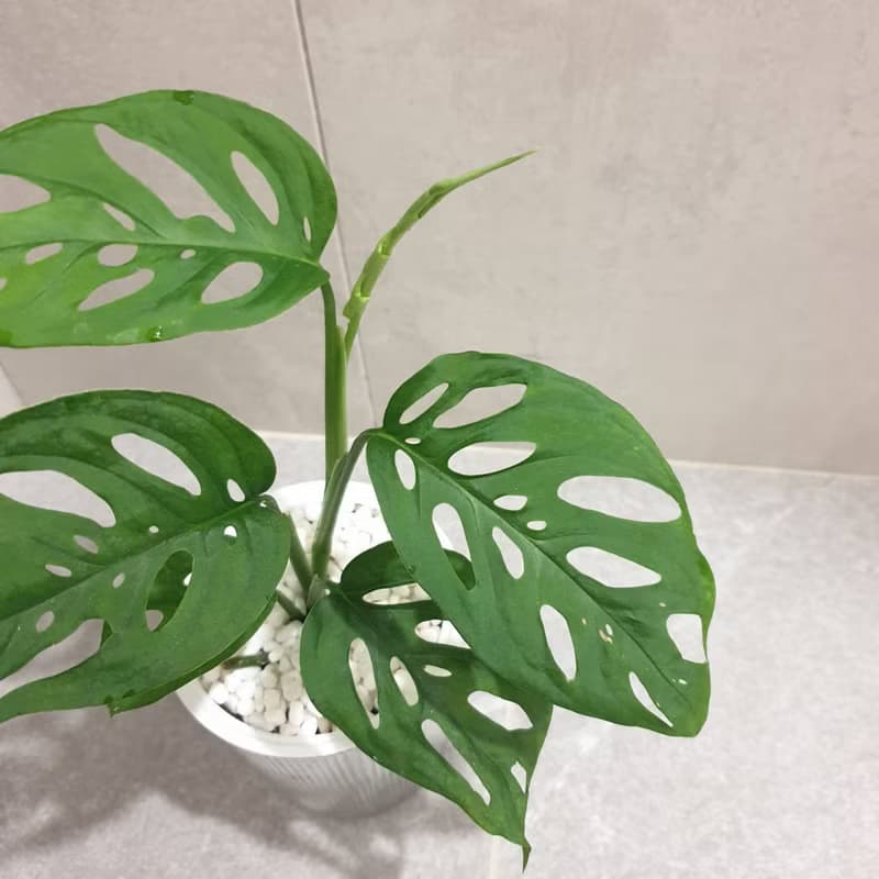 植栽 室內盆栽 無印風 窗孔龜背芋 植物盆栽