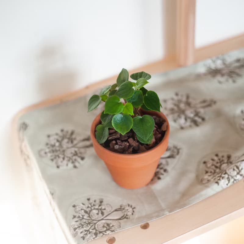 心願椒草 | 耐陰植栽 | 居家佈置 | 辦公室盆栽