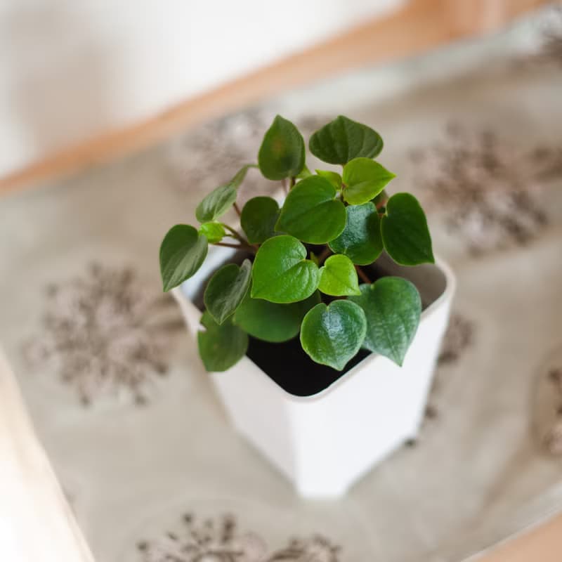 心願椒草 | 耐陰植栽 | 居家佈置 | 辦公室盆栽