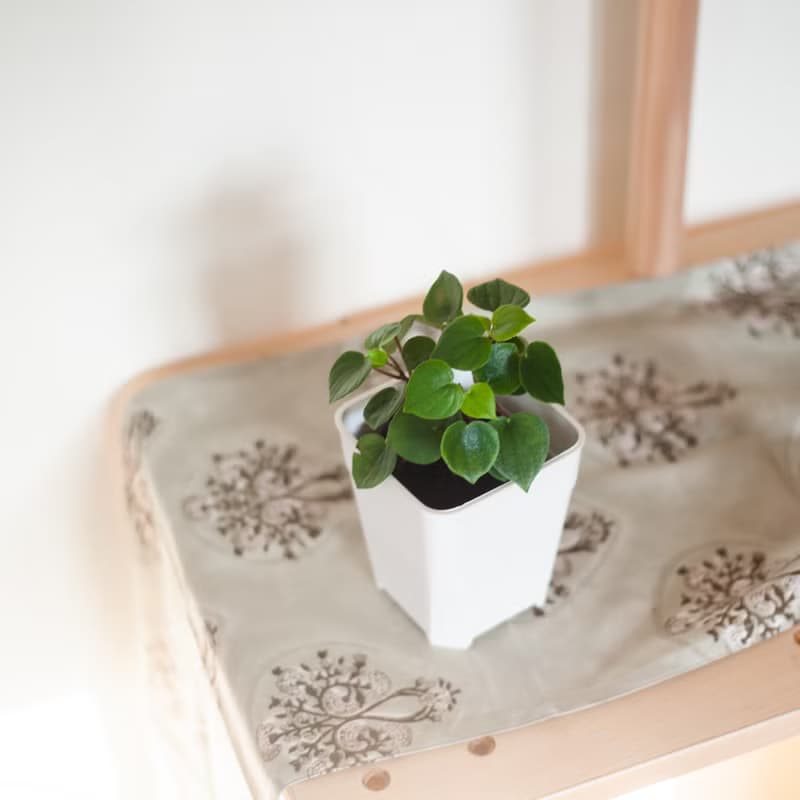 心願椒草 | 耐陰植栽 | 居家佈置 | 辦公室盆栽