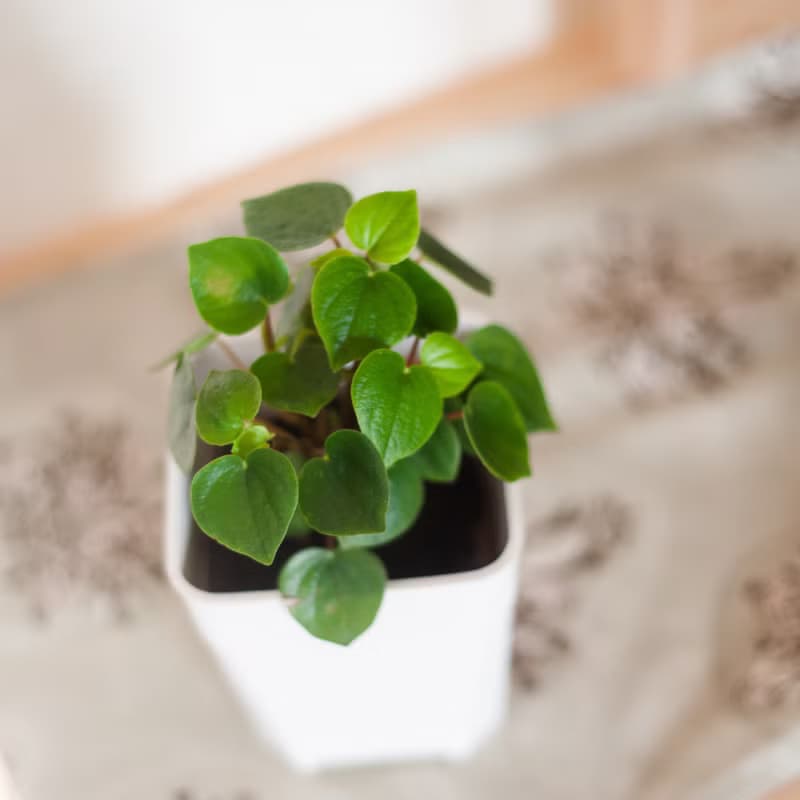 心願椒草 | 耐陰植栽 | 居家佈置 | 辦公室盆栽