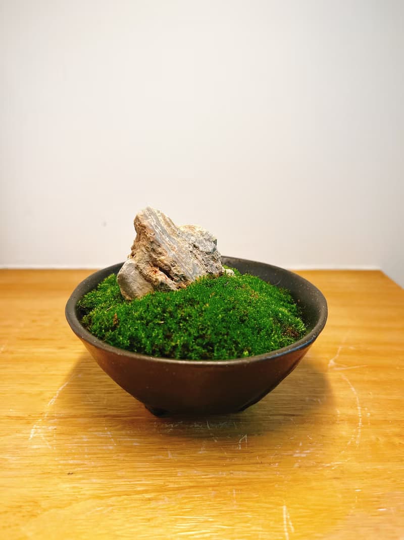 純自然 迷你 缽 山水青苔盆景 苔 石 盆栽 送禮 小物 微景觀
