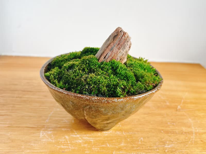 純自然 迷你 缽 山水青苔盆景 苔 石 盆栽 送禮 小物 微景觀