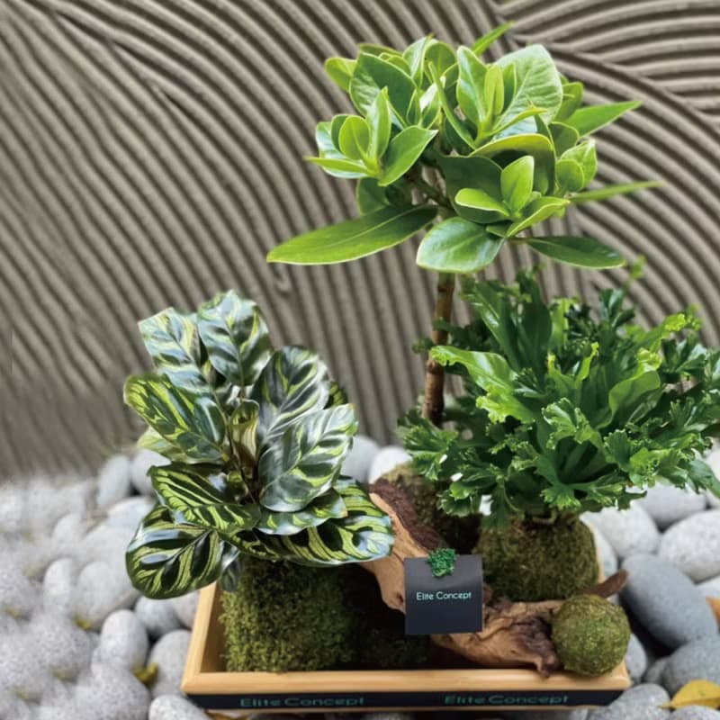 森活日常 | 苔球盆栽