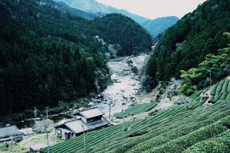 日本茶 煎茶 茶葉 / 茶包