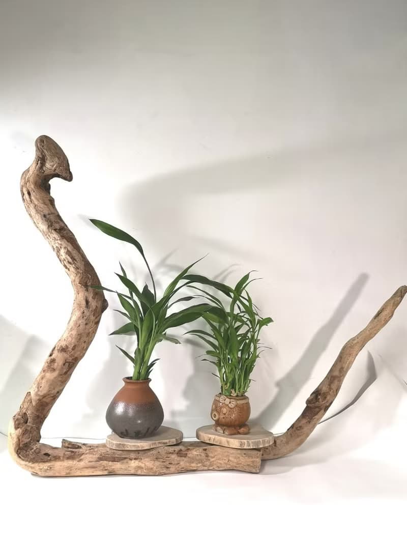 -眼鏡蛇-  花架 花座 展示架 盆栽架 多肉植物 木頭擺飾