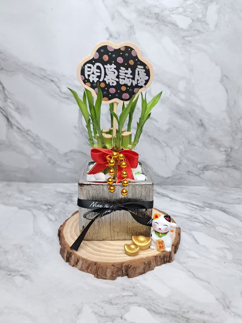 金屬光質感禮物盒 開運竹 萬年青 開幕 入厝 喬遷 升遷 水耕植物