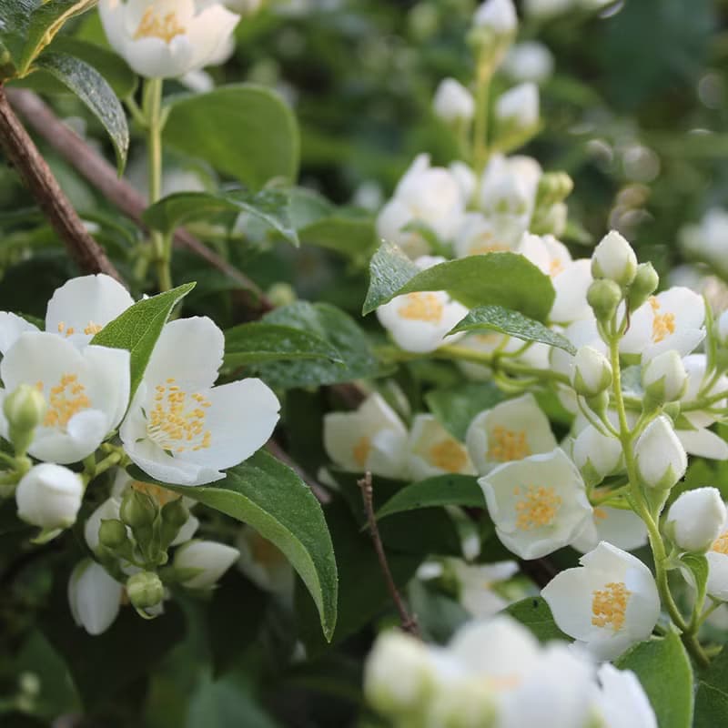 【百二歲】花茶系列 / 冷泡茶 / 茶包  - 茉莉烏龍茶包 15入