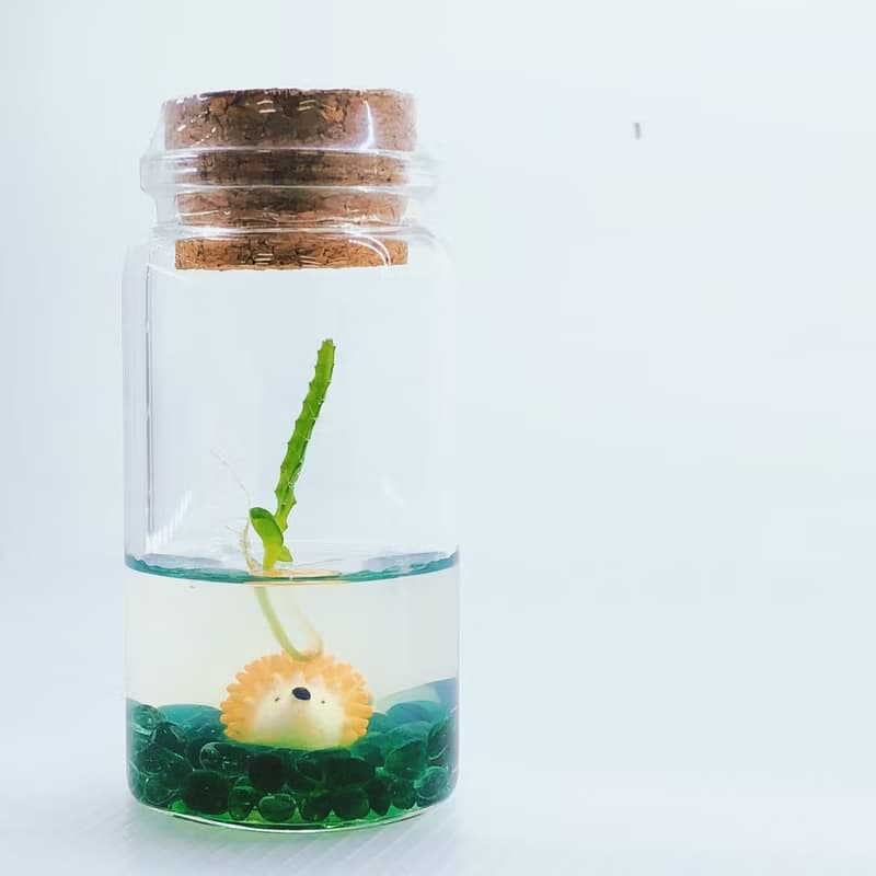 多肉植物【火龍果裝飾款】 小室瓶栽 辦公室小植栽 防小人人氣王