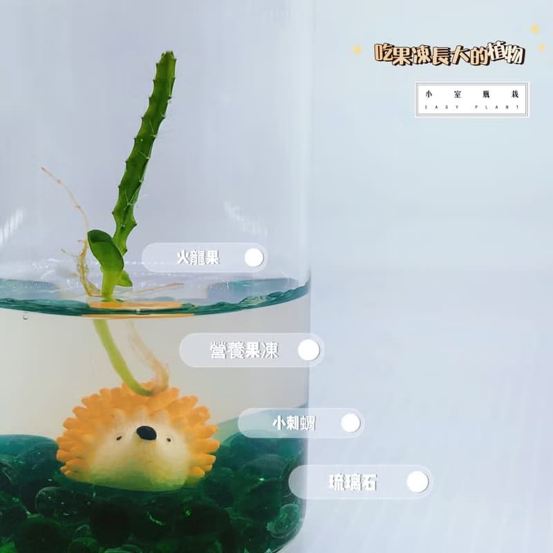 多肉植物【火龍果裝飾款】 小室瓶栽 辦公室小植栽 防小人人氣王