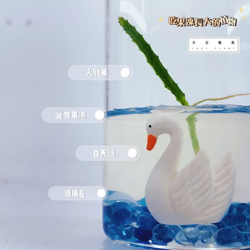 多肉植物【火龍果裝飾款】 小室瓶栽 辦公室小植栽 防小人人氣王