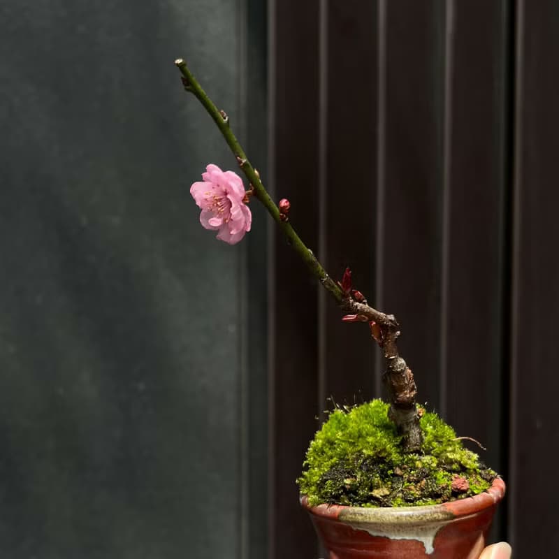 紅葉狩梅∣梅花迷你香氛盆栽