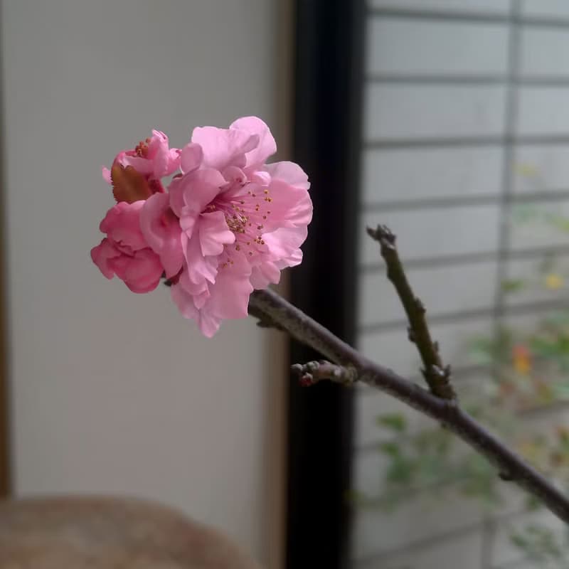 紅葉狩梅∣梅花迷你香氛盆栽