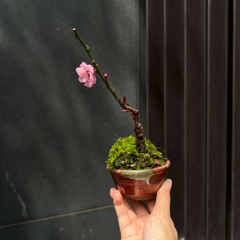 紅葉狩梅∣梅花迷你香氛盆栽
