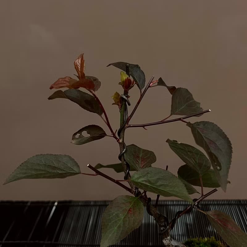 紅葉狩梅∣梅花迷你香氛盆栽