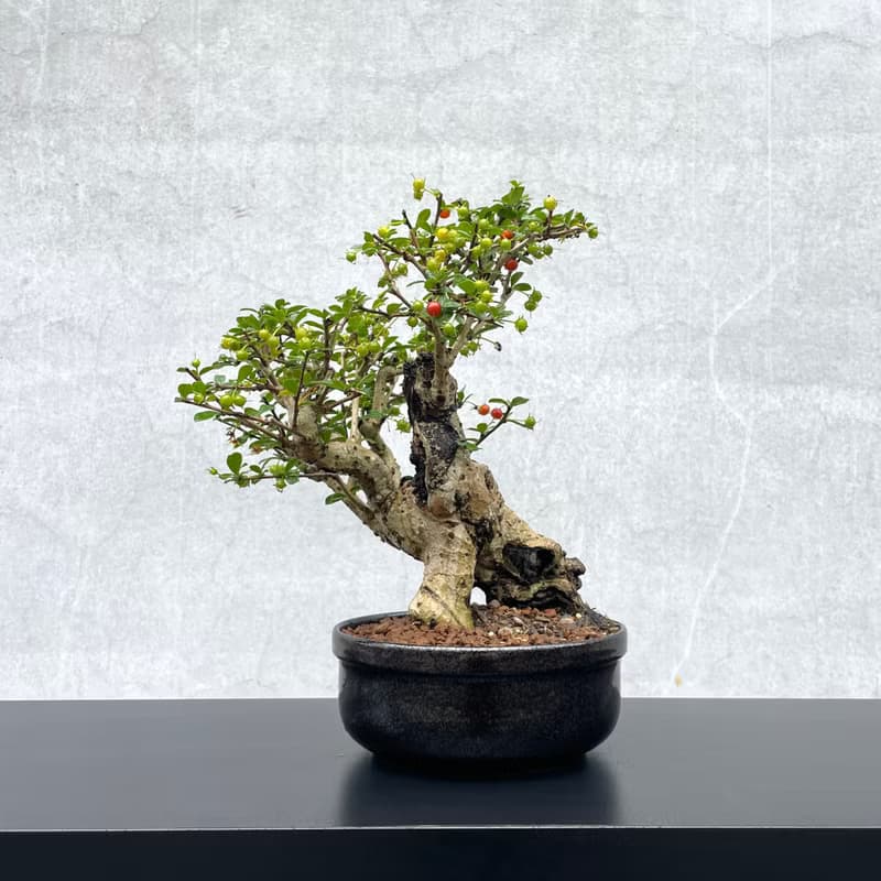 小品盆栽-福建茶 老欉  盆景 送禮