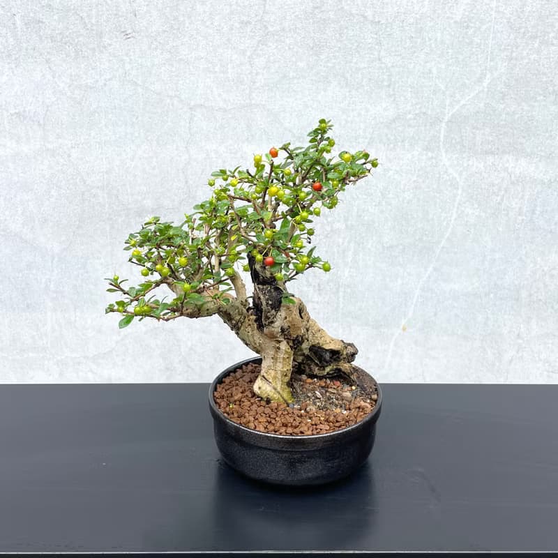 小品盆栽-福建茶 老欉  盆景 送禮