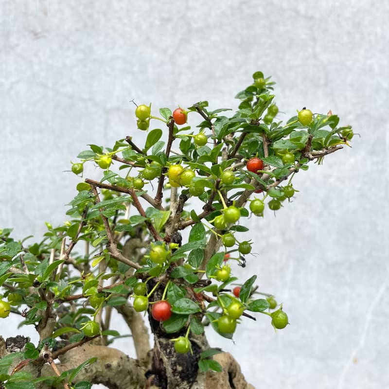 小品盆栽-福建茶 老欉  盆景 送禮