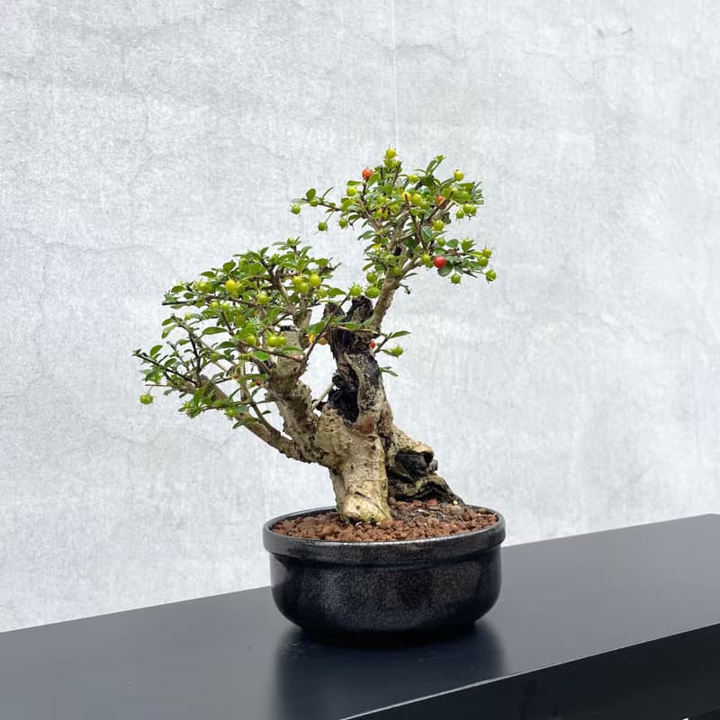 小品盆栽-福建茶 老欉  盆景 送禮