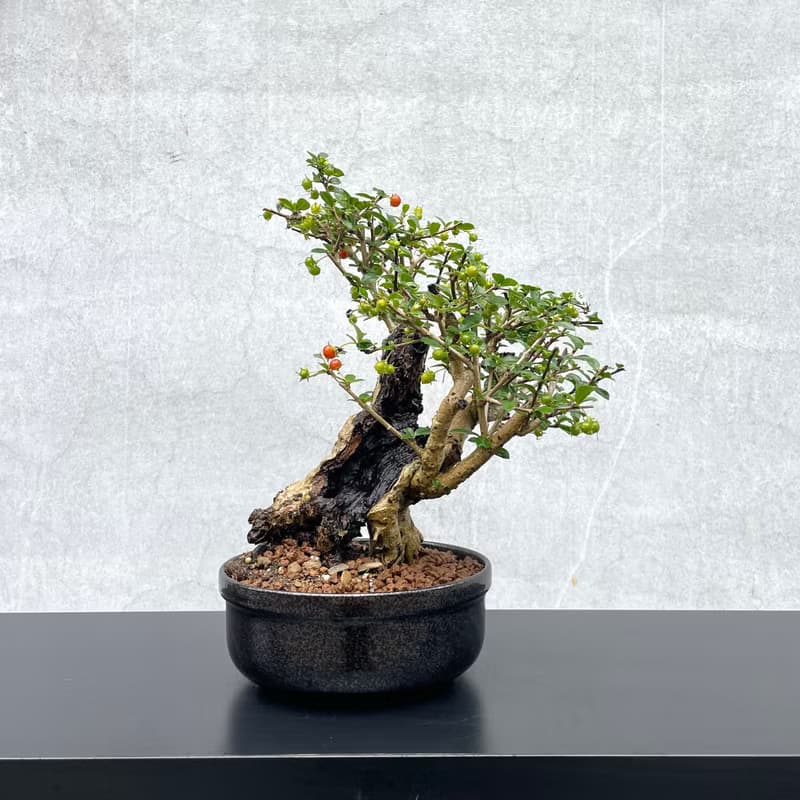 小品盆栽-福建茶 老欉  盆景 送禮