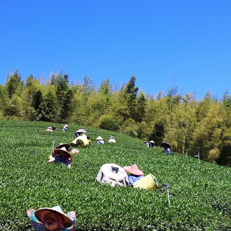 【快速出貨】台灣杉林溪春茶 清香型生茶 檢驗合格 台灣高山茶