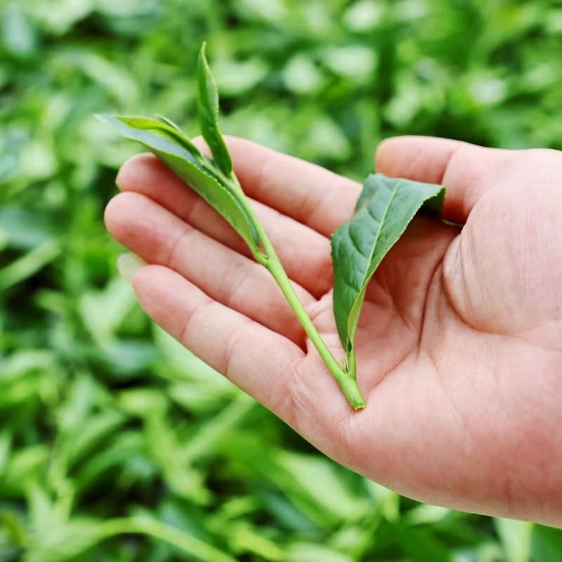 【快速出貨】台灣杉林溪春茶 清香型生茶 檢驗合格 台灣高山茶