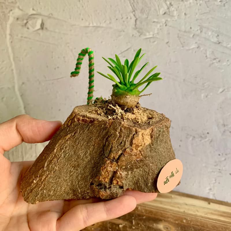 手工木作設計 盆栽擺飾 多肉植物 峨嵋山