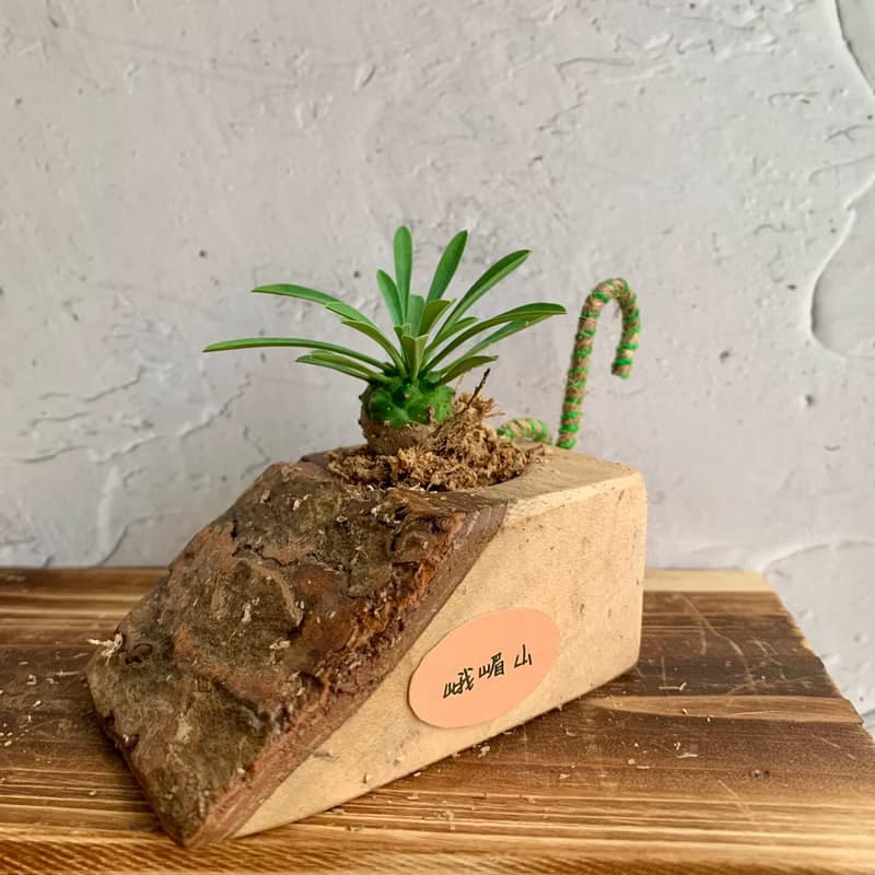 手工木作設計 盆栽擺飾 多肉植物 峨嵋山