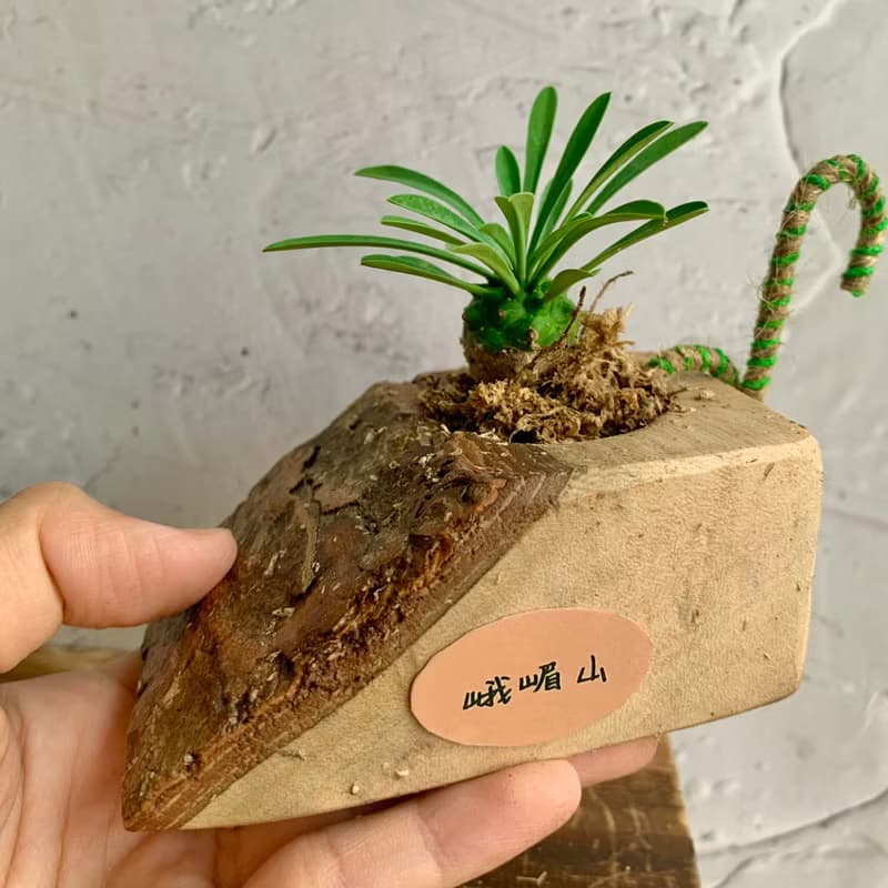 手工木作設計 盆栽擺飾 多肉植物 峨嵋山
