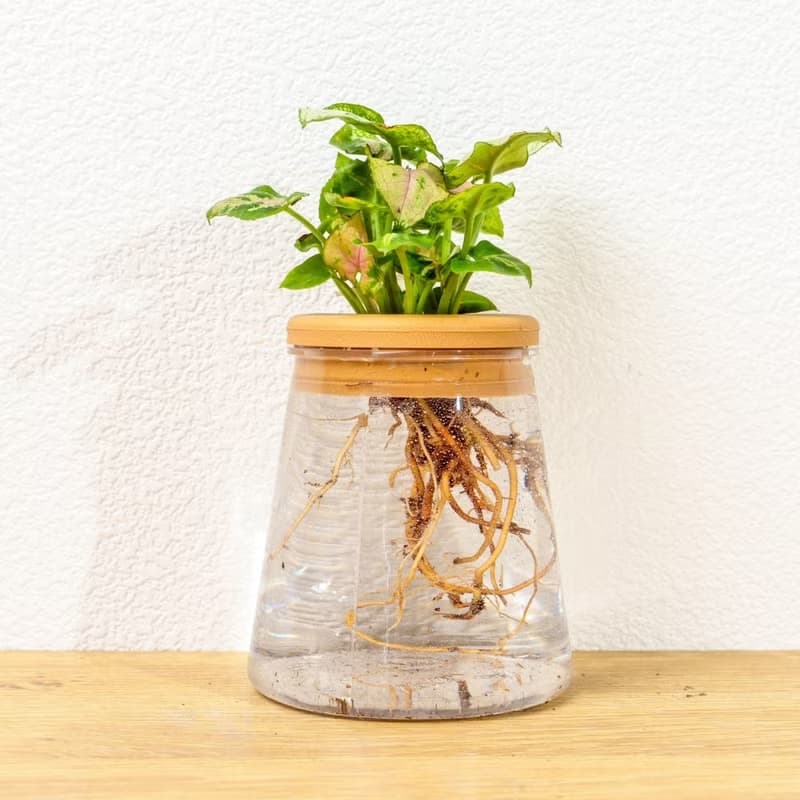 聖誕合果芋 三角水耕盆栽 室內植物 觀葉植物 禮物 水培
