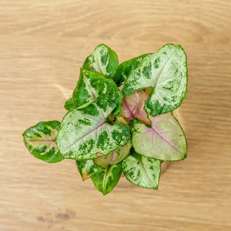 聖誕合果芋 三角水耕盆栽 室內植物 觀葉植物 禮物 水培