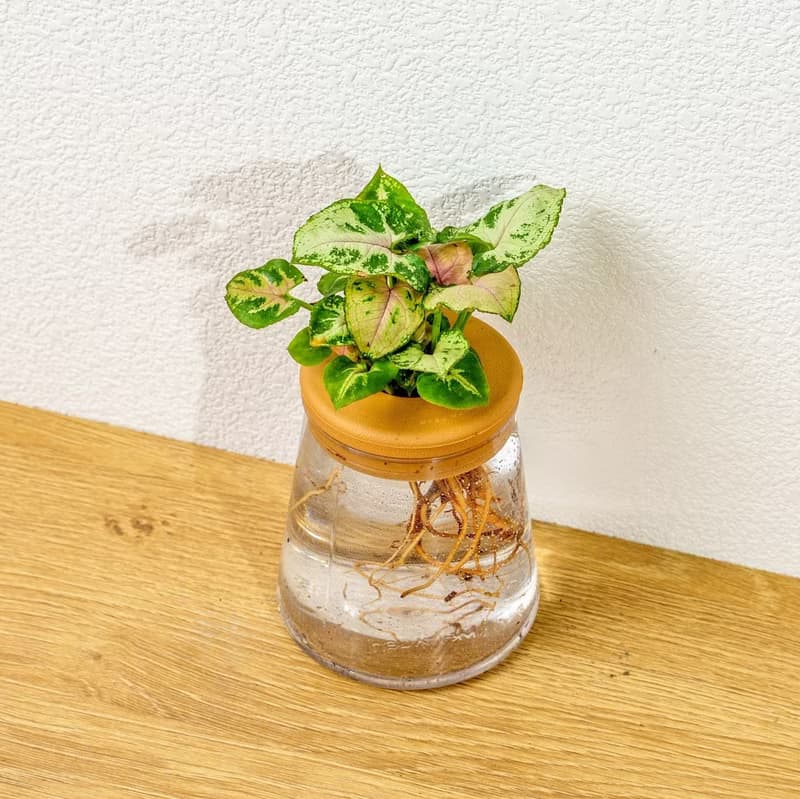 聖誕合果芋 三角水耕盆栽 室內植物 觀葉植物 禮物 水培