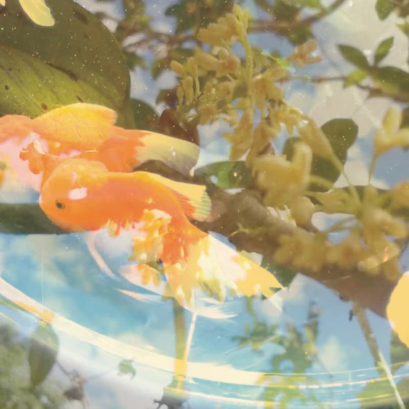 【紅桂】淡香水 |  桂花紅茶 *10ML