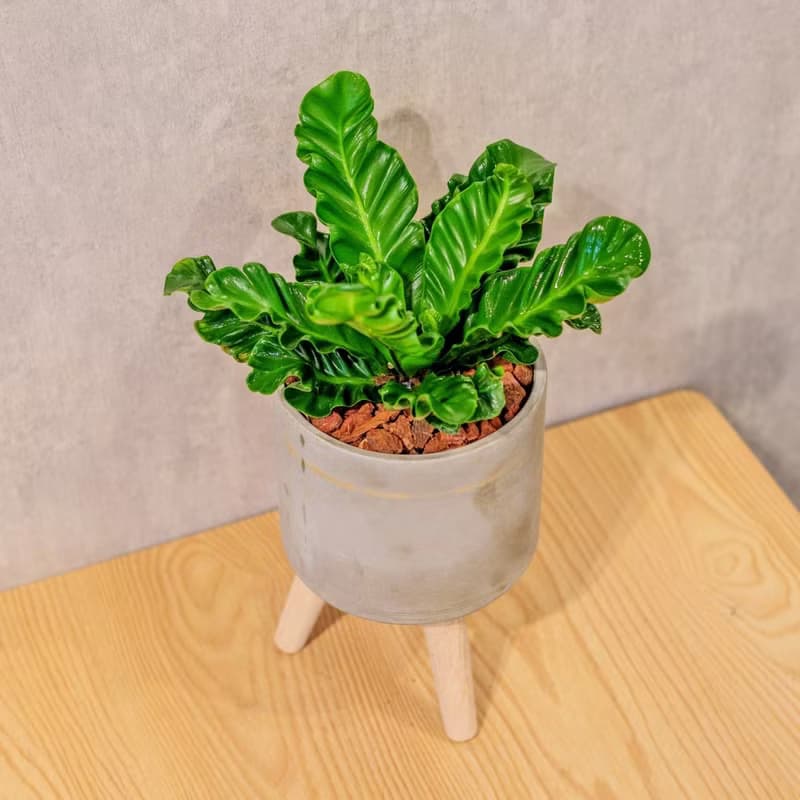 眼鏡蛇山蘇  水泥盆栽 落地盆栽 小高木腳水泥盆栽 開幕送禮