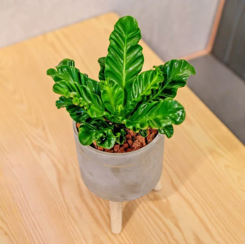 眼鏡蛇山蘇  水泥盆栽 落地盆栽 小高木腳水泥盆栽 開幕送禮