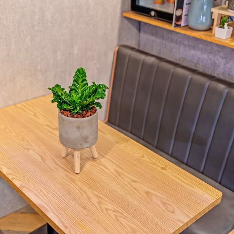 眼鏡蛇山蘇  水泥盆栽 落地盆栽 小高木腳水泥盆栽 開幕送禮