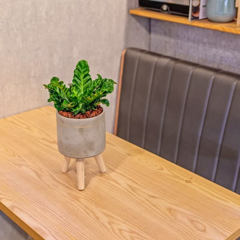 眼鏡蛇山蘇  水泥盆栽 落地盆栽 小高木腳水泥盆栽 開幕送禮