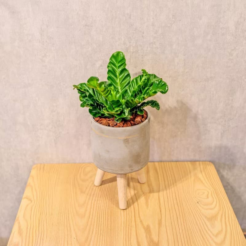 眼鏡蛇山蘇  水泥盆栽 落地盆栽 小高木腳水泥盆栽 開幕送禮