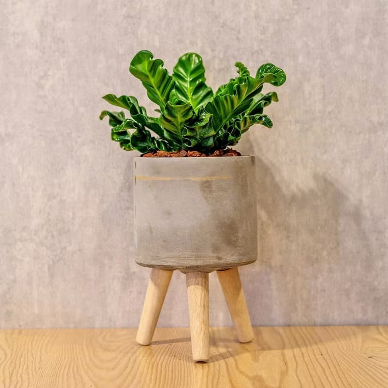 眼鏡蛇山蘇  水泥盆栽 落地盆栽 小高木腳水泥盆栽 開幕送禮