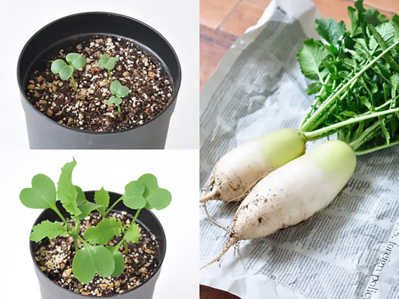 【秋冬推薦】自給自足根菜栽培組 紅蘿蔔/白蘿蔔