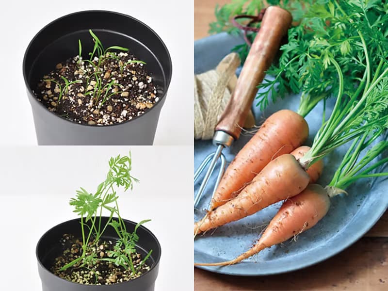 【秋冬推薦】自給自足根菜栽培組 紅蘿蔔/白蘿蔔