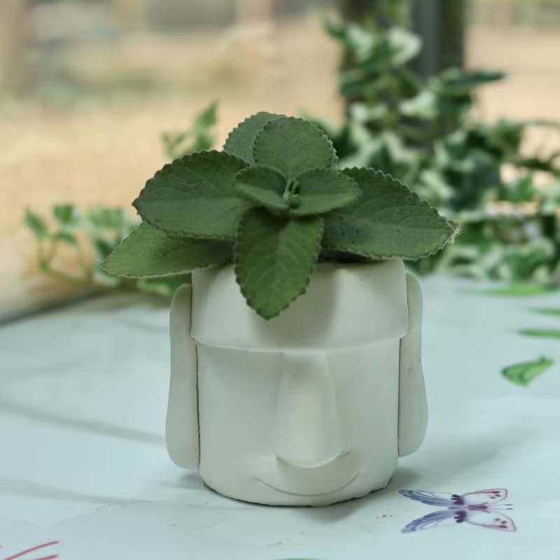俏摩艾 硅藻  巨石像花盆 花器 盆栽
