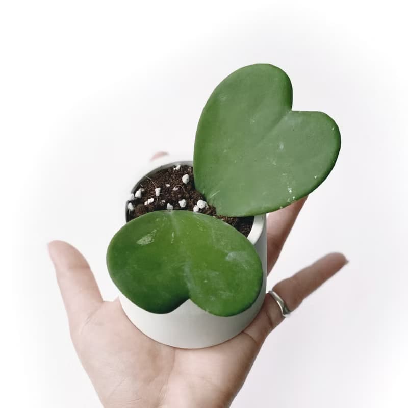 (現貨) 白灰漸層系列 | 心葉球蘭 圓形雙色水泥植栽 情人節禮物