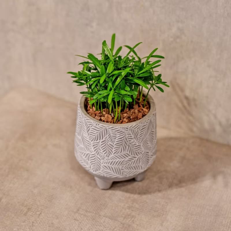 羅漢松 小樹葉紋 水泥盆栽 桌上盆栽 開幕送禮 喬遷禮物